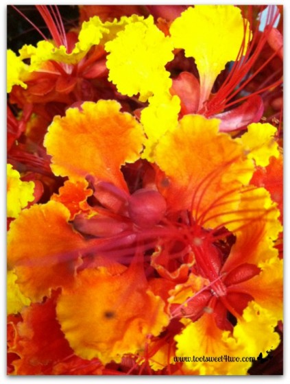 Close-up of flowers and stamens of Mexican Bird of Paradise - Orange Crush