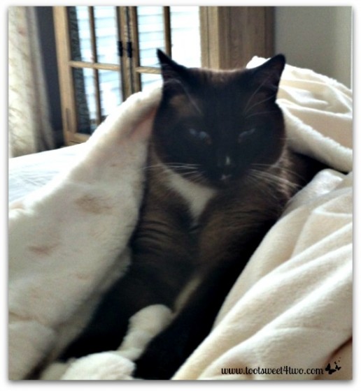 Coco purring and kneading soft blanket - The Squish Factor