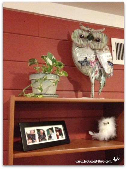 Owl on a bookshelf