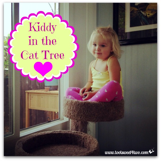 Kiddy in the Cat Tree