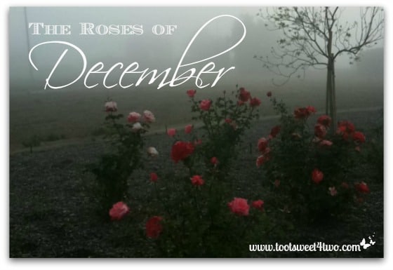 The Roses of December
