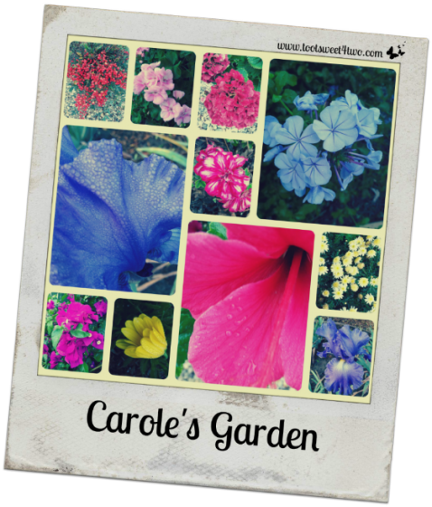 Carole's Garden Polaroid - Good Photographs