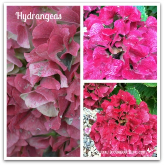 Hydrangeas - Good Photographs