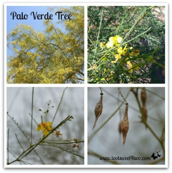 Palo Verde Tree - Good Photographs