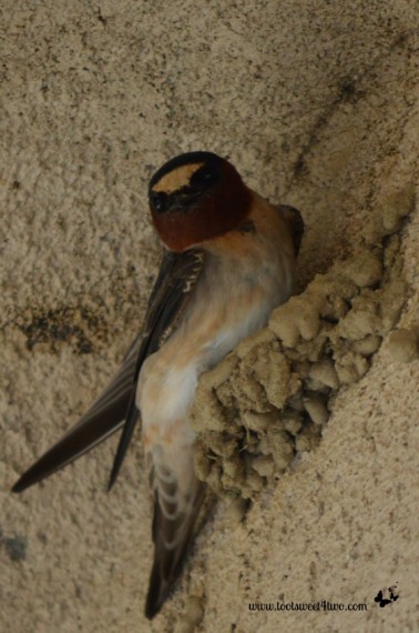 Swallow in partially completed nest