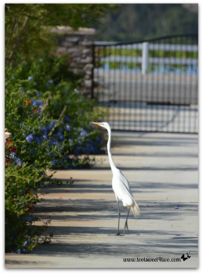 Egret cruising down my driveway