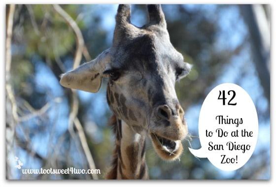 42 Things to Do at the San Diego Zoo