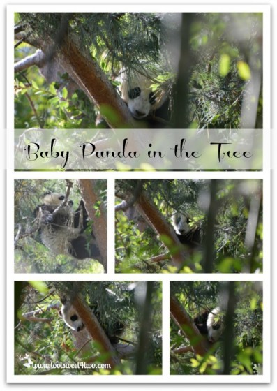 Baby Panda in the tree at the San Diego Zoo