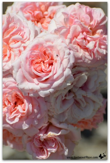 Mother of Pearl Rose - Pretty in Pink