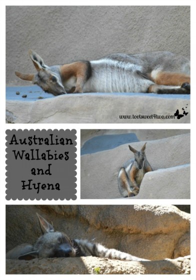 Wallabies and Hyena at the San Diego Zoo
