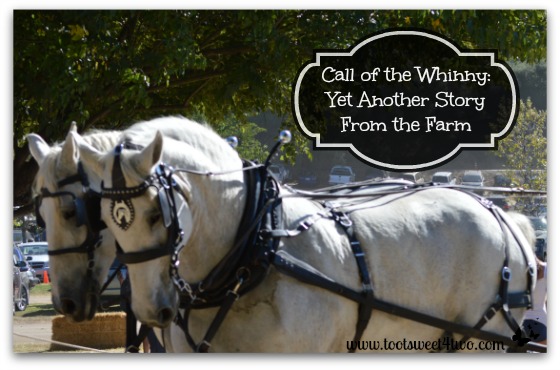 Call of the Whinny:  Yet Another Story from the Farm