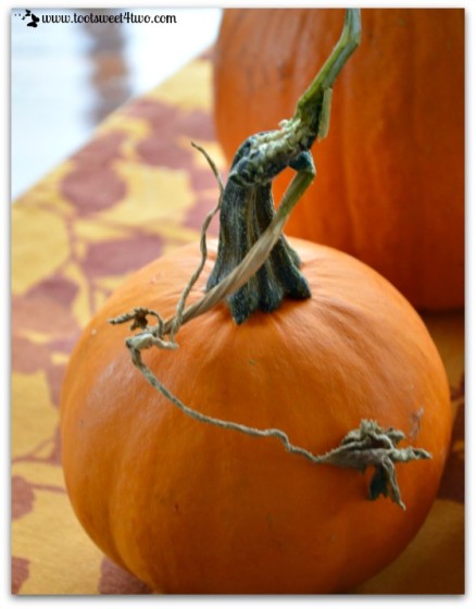 Little pumpkin with a vine
