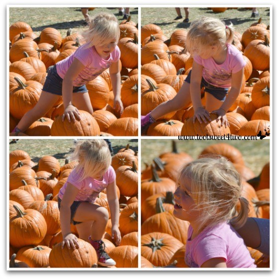 Princess Sweetie Pie climbing over pumpkins