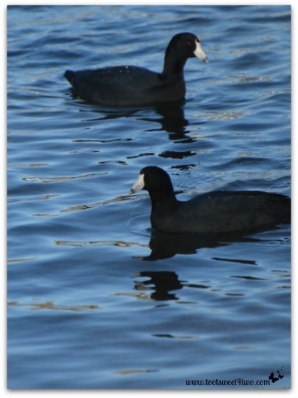 American Coots on the water