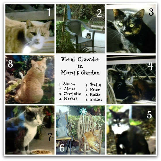 Clowder of feral cats in Mory's Garden