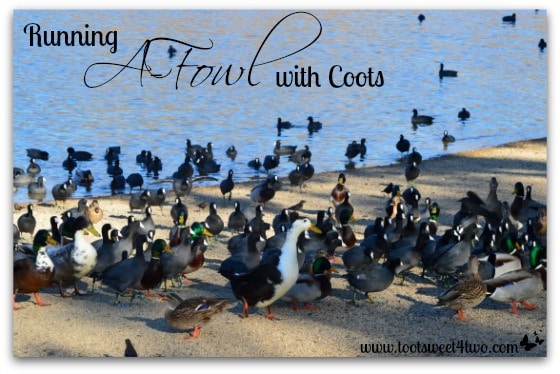 Running A-Fowl with Coots