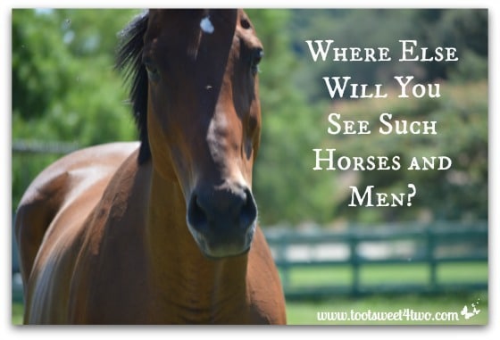 Where Else Will You See Such Horses and Men?
