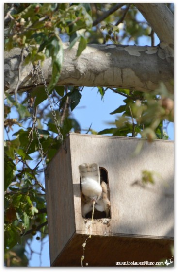 Barn Owl pooping - Photo 7