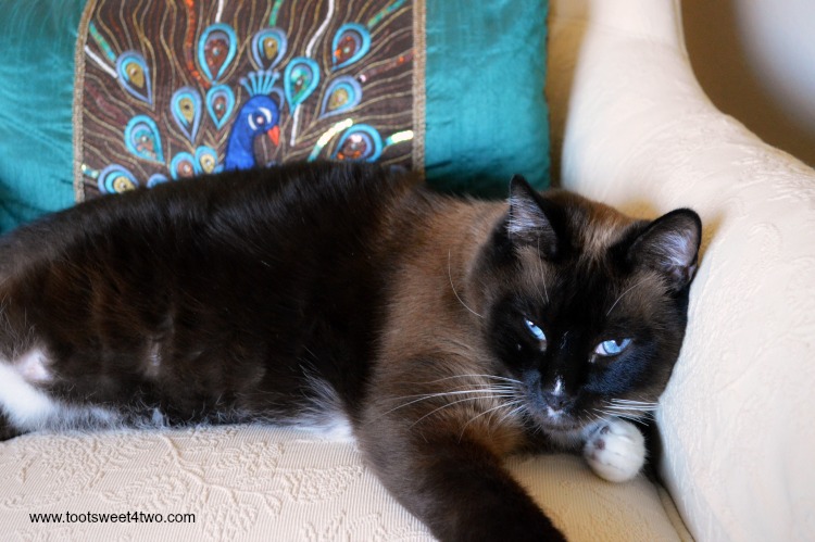 snowshoe Siamese cat on cream-colored chair and peacock pillow