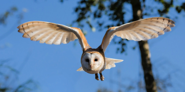 Barn Owl in flight to honor Dr. Seuss