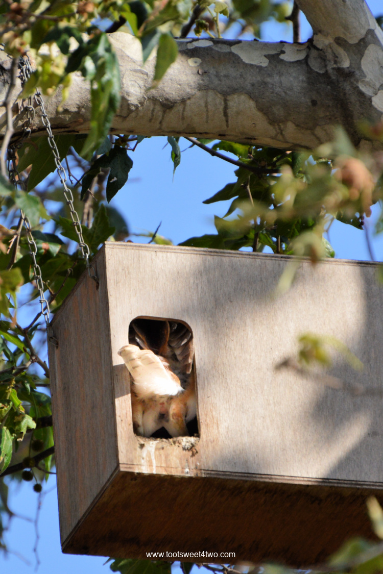 Barn Owl ruffling his tail feathers