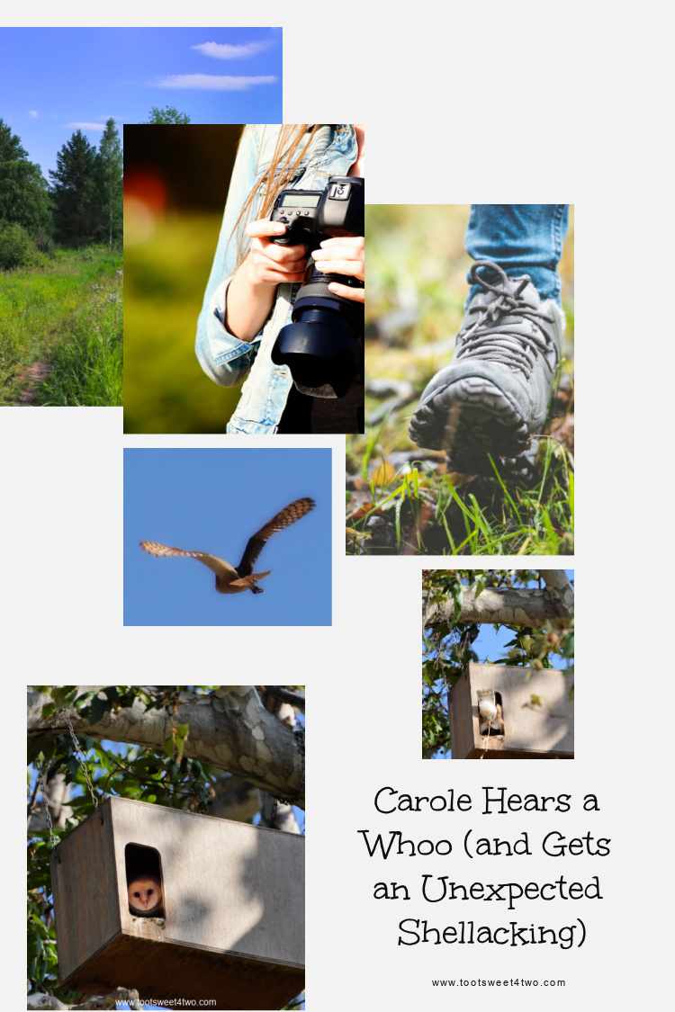 Pinterest collage of barn owl adventure
