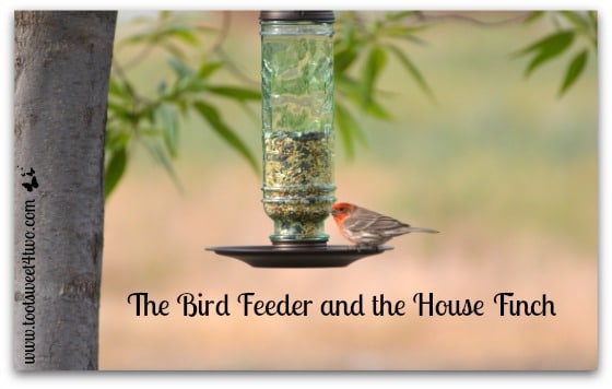 The Bird Feeder and the House Finch