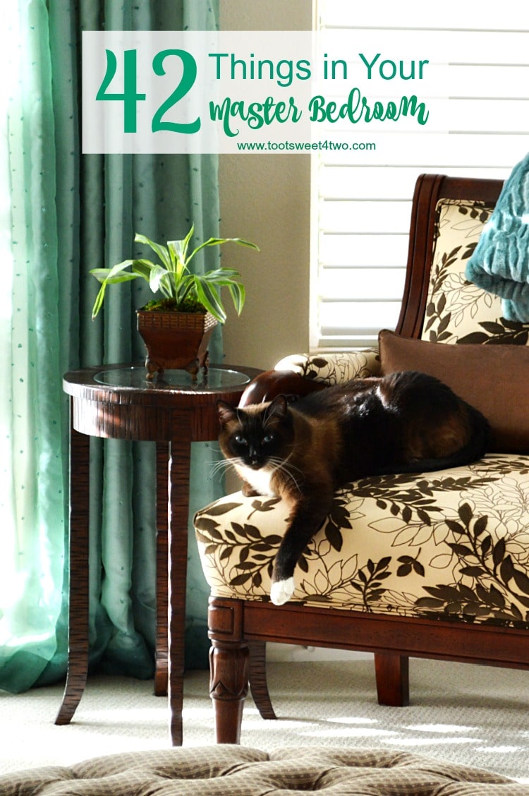 beautiful snowshoe Siamese cat laying on a beautiful flocked brown chair