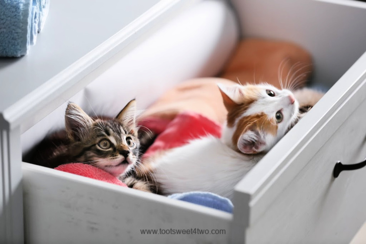 two adorable kittens in a dresser drawer with clothes