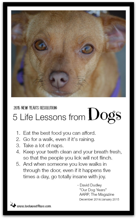 5 Life Lessons from Dogs