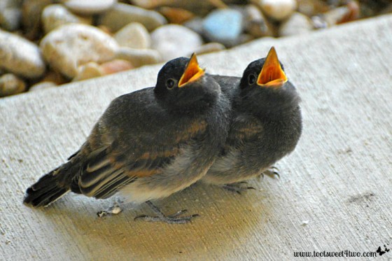 Baby birds with open mouths