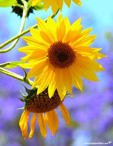 Happy-face Sunflower - Gone Girl