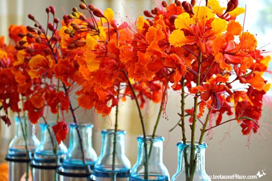 Red Mexican Bird of Paradise flowers in blue vases