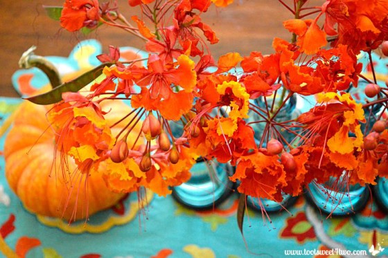 Red Mexican Bird of Paradise flowers on turquoise background close-up
