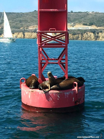 Seals on buoy, San Diego Harbor - Gone Girl