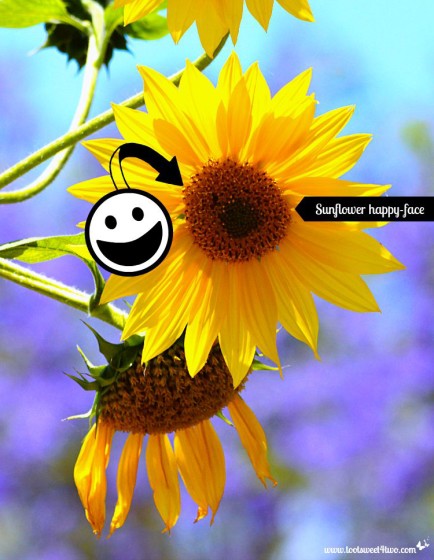 Sunflower happy-face with happy face