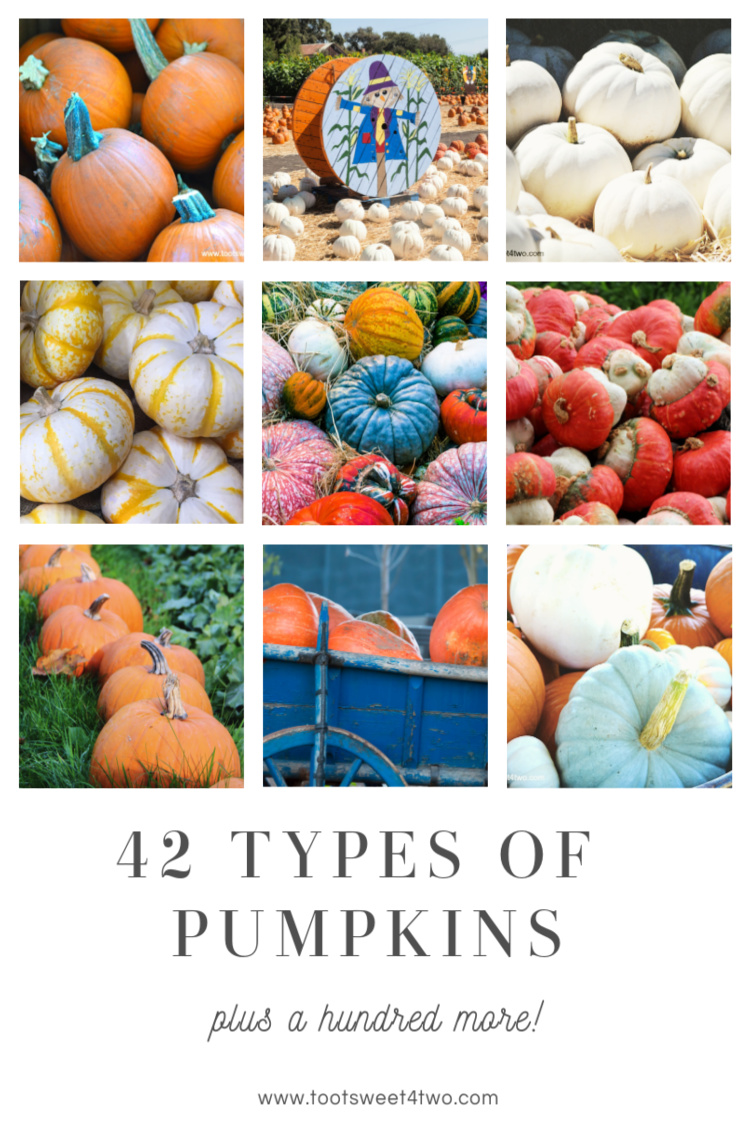 collage of different types of pumpkins
