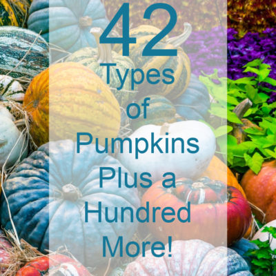 42 Types of Pumpkins Plus a Hundred More!