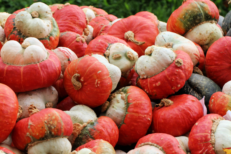 A pile of Turban pumpkins