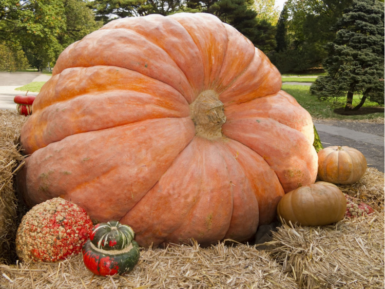 Atlantic Giant pumpkin nestled among regular-sized pumpkins