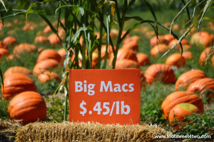 Big Mac Pumpkins and for sale sign