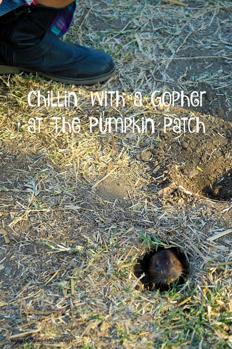 Chillin’ with a Gopher at the Pumpkin Patch