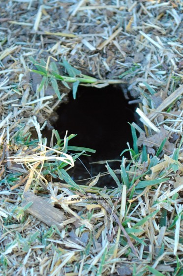 Gopher Hole at the pumpkin patch