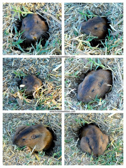 Gopher at the pumpkin patch collage