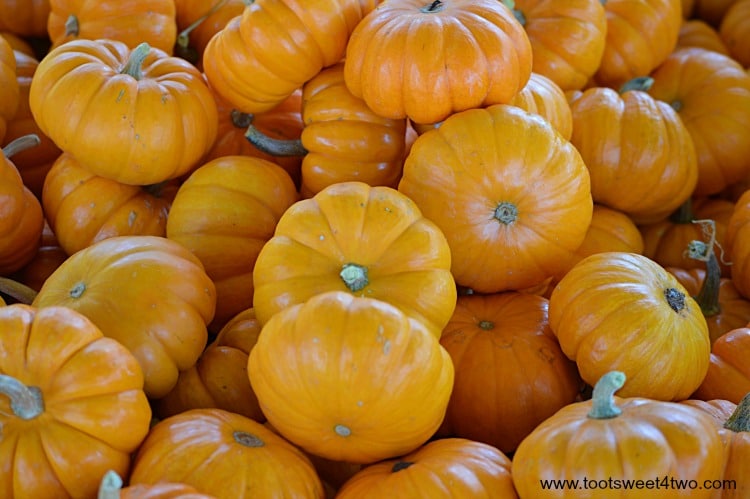 Munchkin Pumpkins