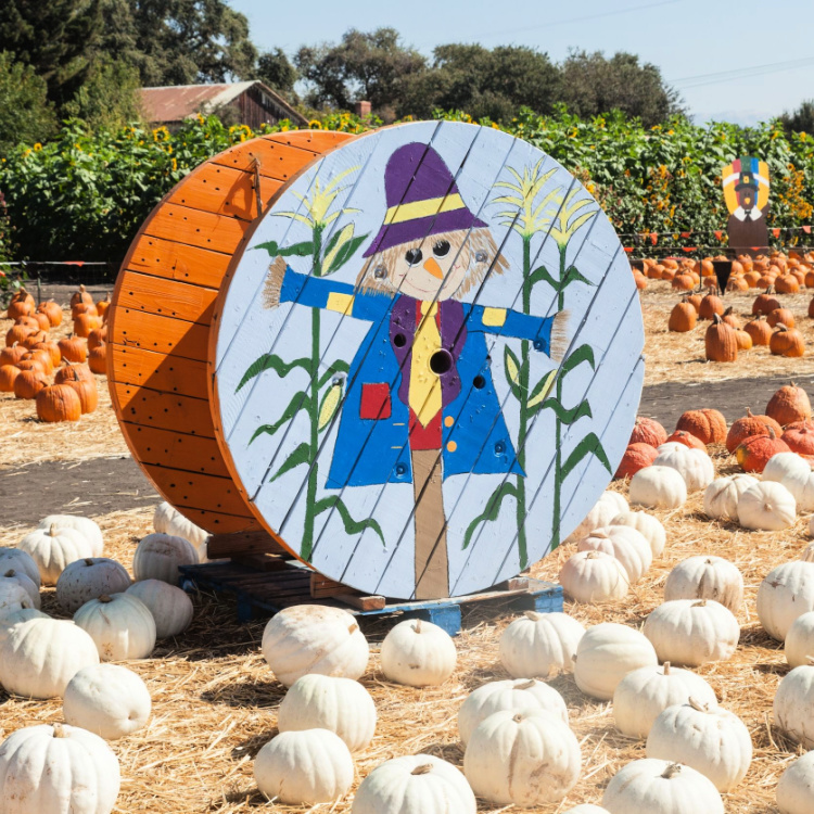 Painted scarecrow on a wooden drum in pumpkin field