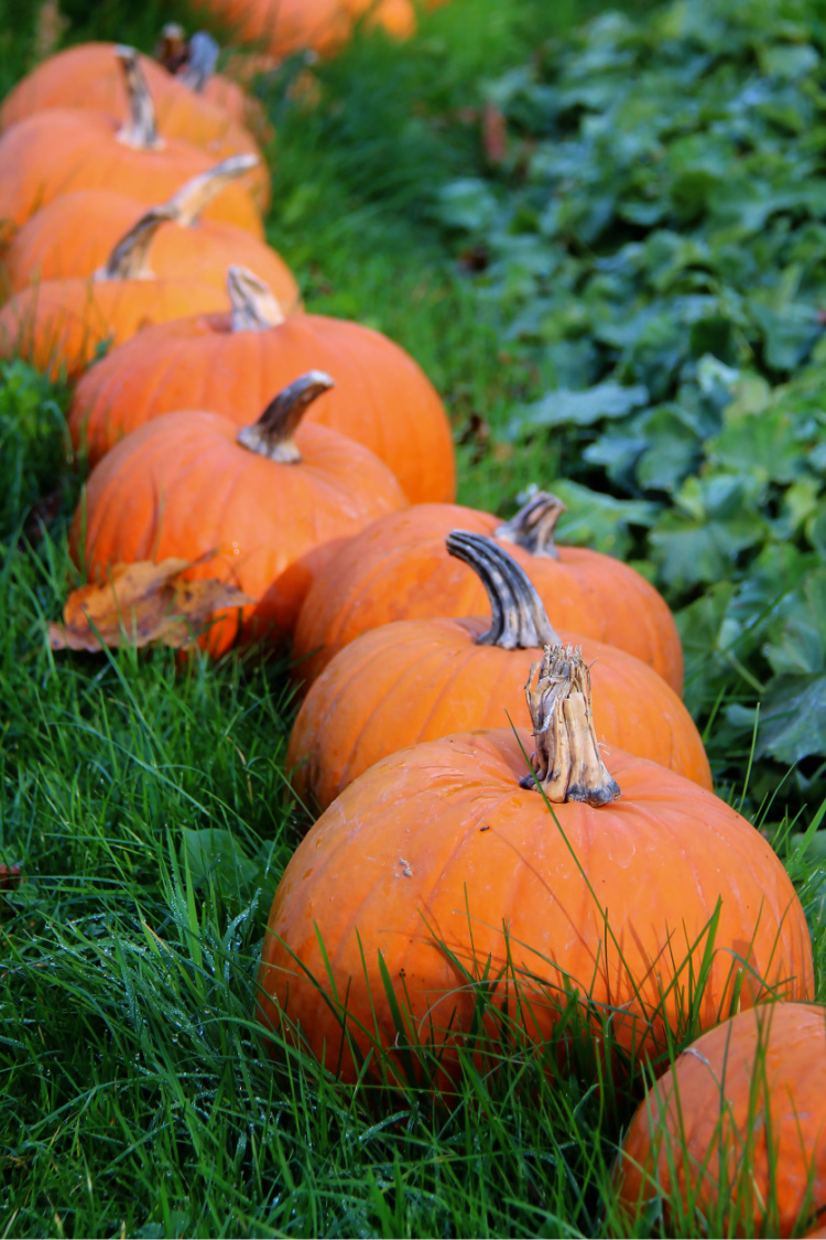 row of pumpkins in a field