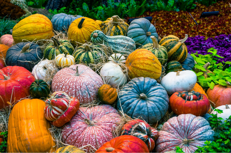 Pile of beautiful different types of pumpkins