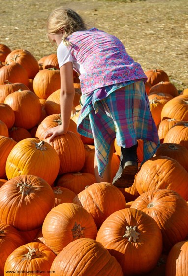 Princess P climbing through a pile of pumpkins 2015