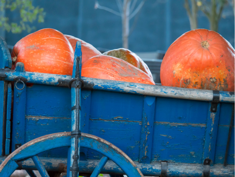 Pumpkins in blue old wagon at halloween time